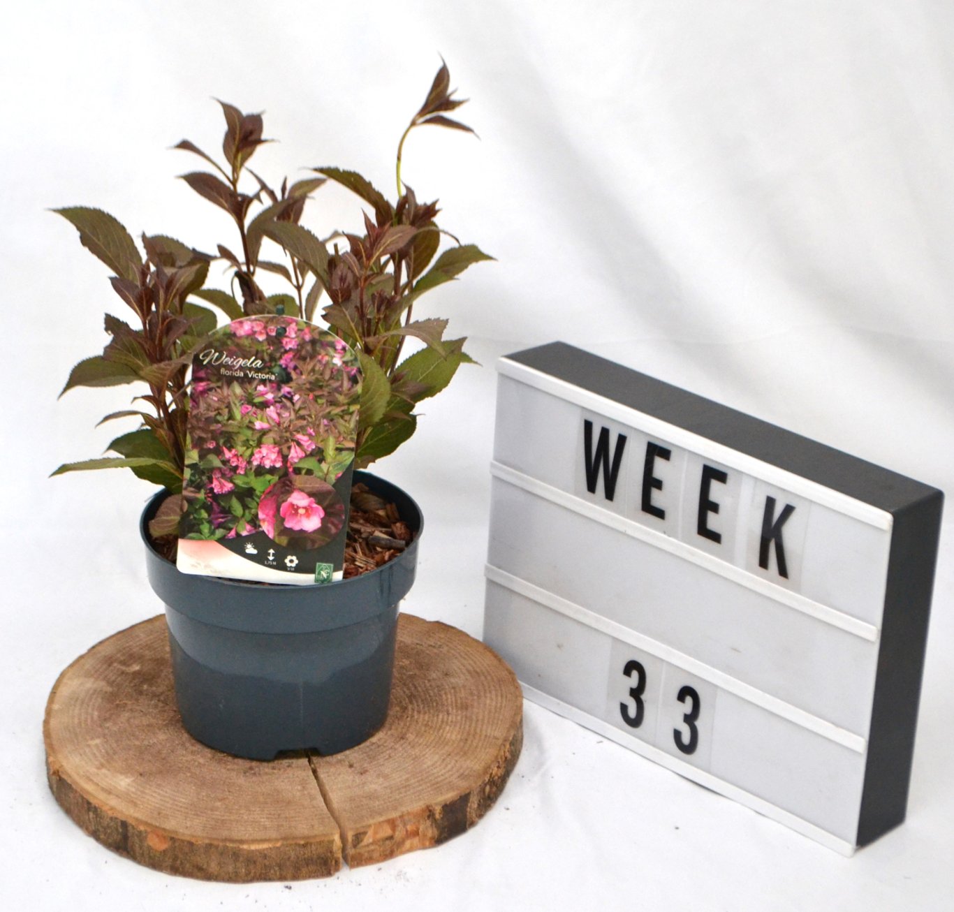 Weigela florida 'Victoria' - C2 50-60 CM